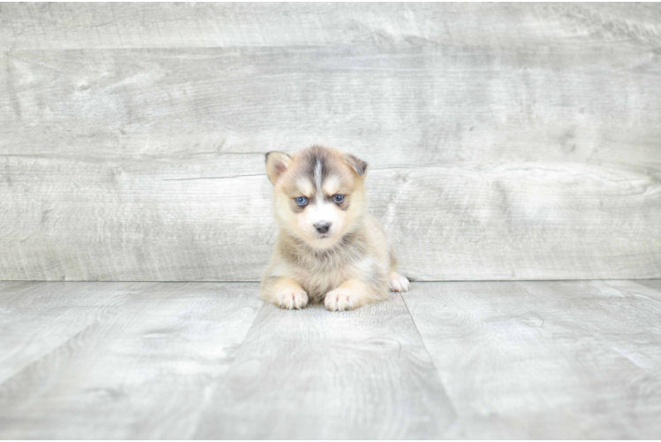 Little Mini Husky Designer Puppy