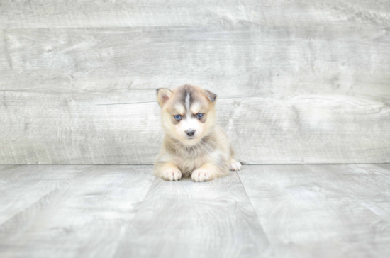 Little Mini Husky Designer Puppy