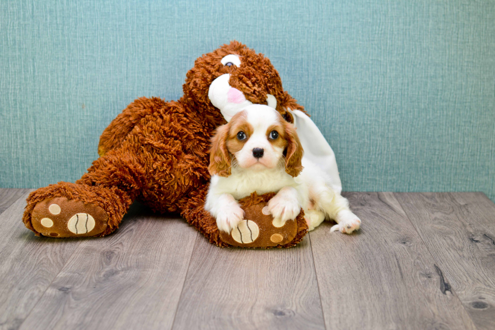 Cavalier King Charles Spaniel Pup Being Cute