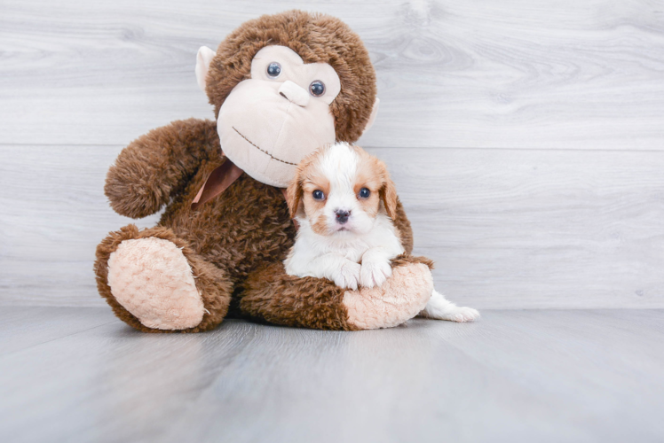 Cavalier King Charles Spaniel Pup Being Cute