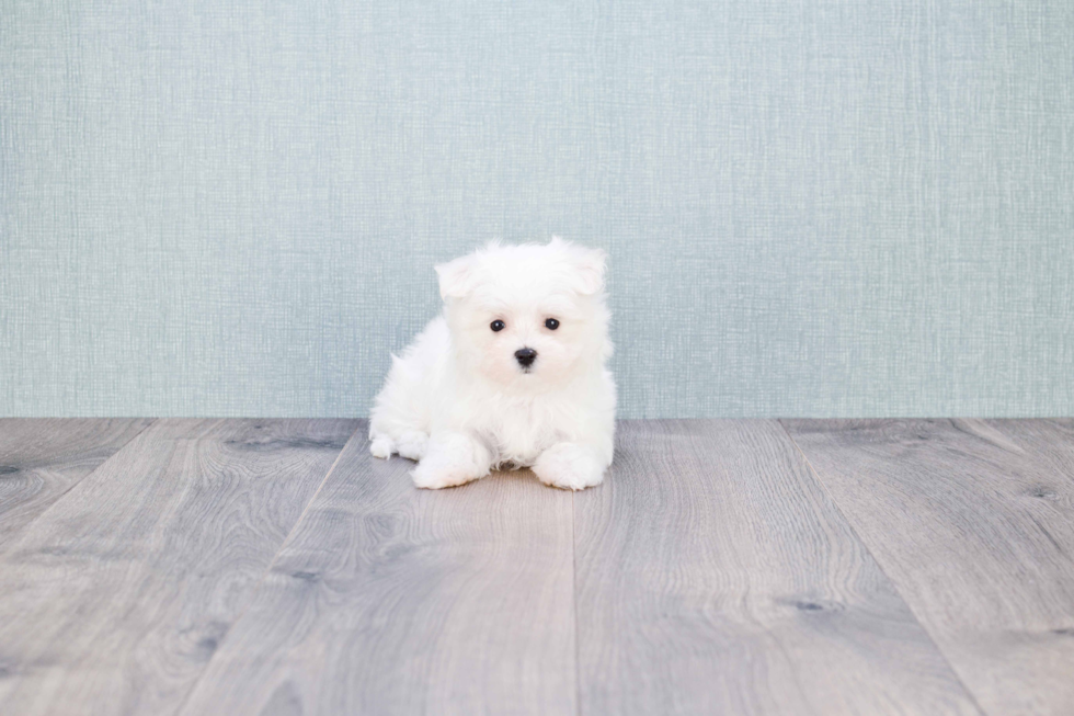 Hypoallergenic Maltese Baby