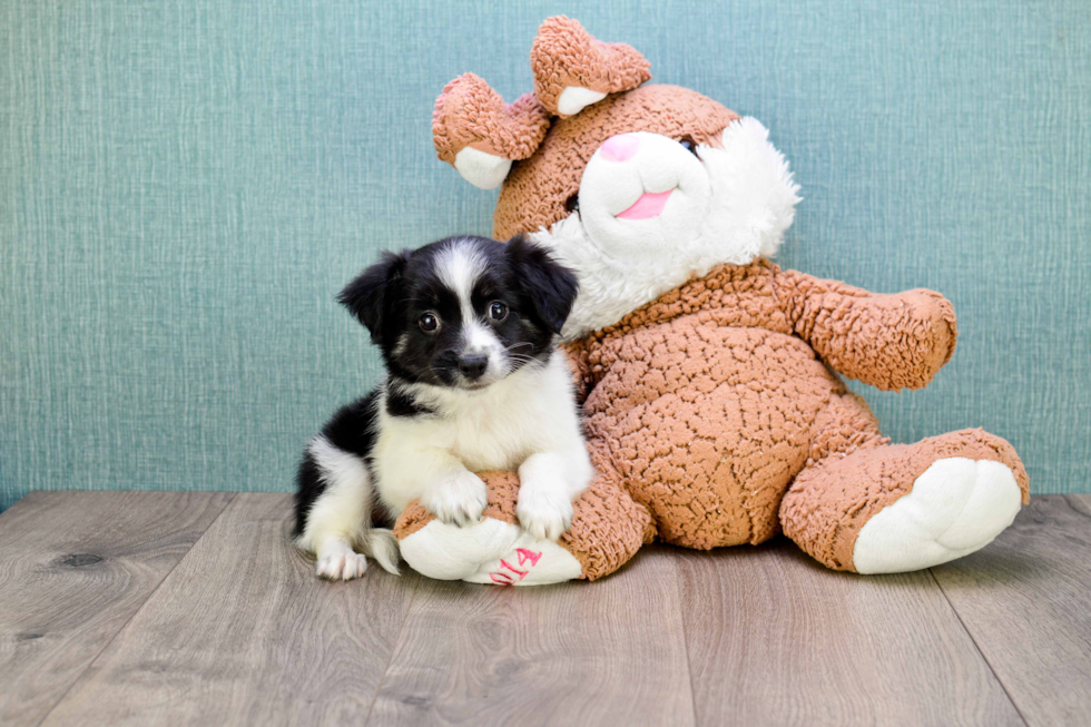 Adorable Havanese Purebred Puppy