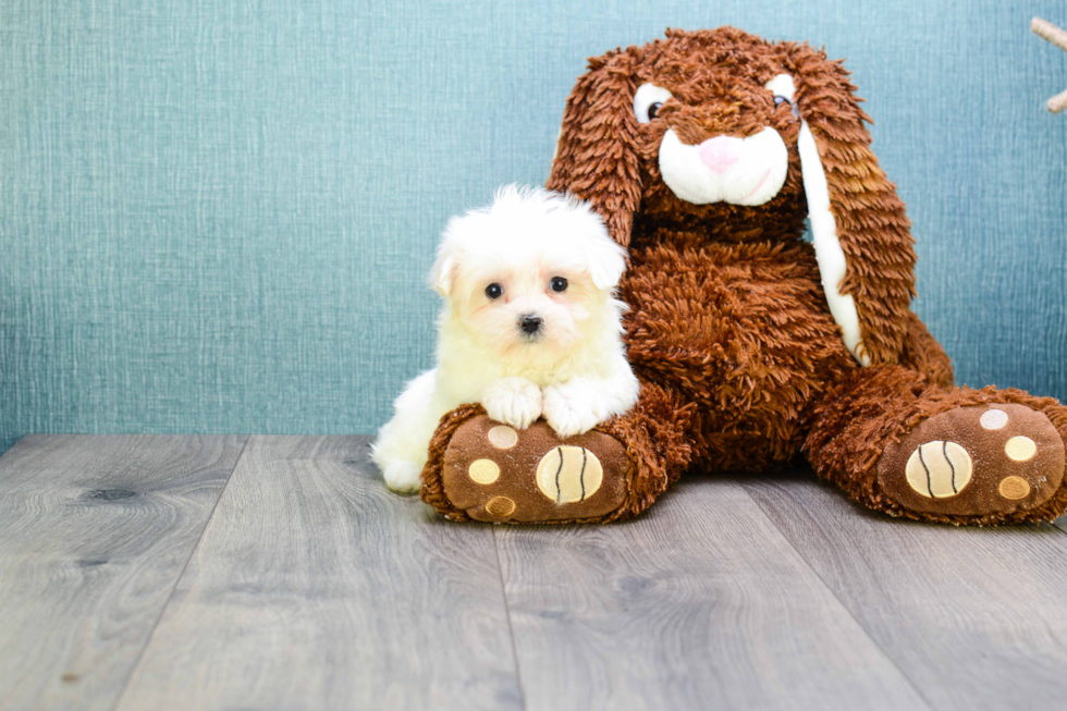 Meet Microteacup-Diamond  - our Maltese Puppy Photo 