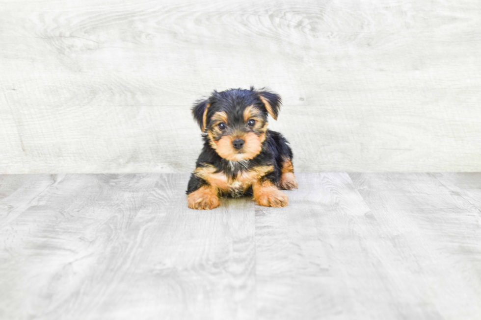 Meet Steven - our Yorkshire Terrier Puppy Photo 