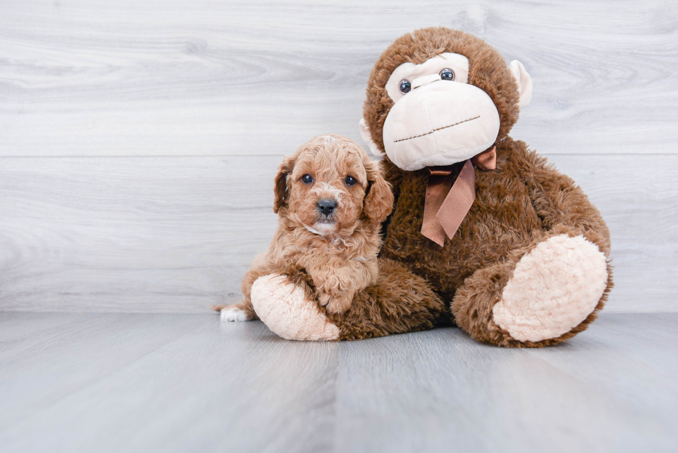 Cavapoo Puppy for Adoption