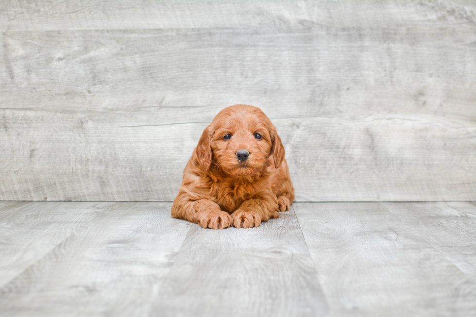 Petite Mini Goldendoodle Poodle Mix Pup