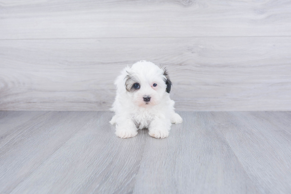 Teddy Bear Pup Being Cute