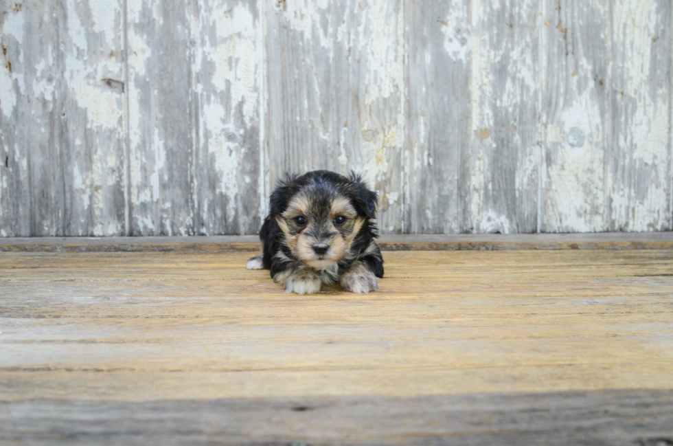 Morkie Puppy for Adoption