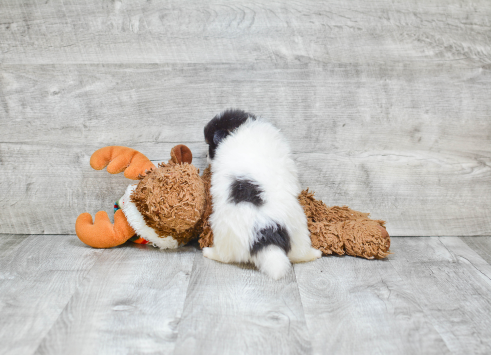 Small Pomeranian Purebred Pup