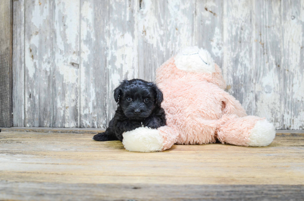 Yorkie Poo Puppy for Adoption