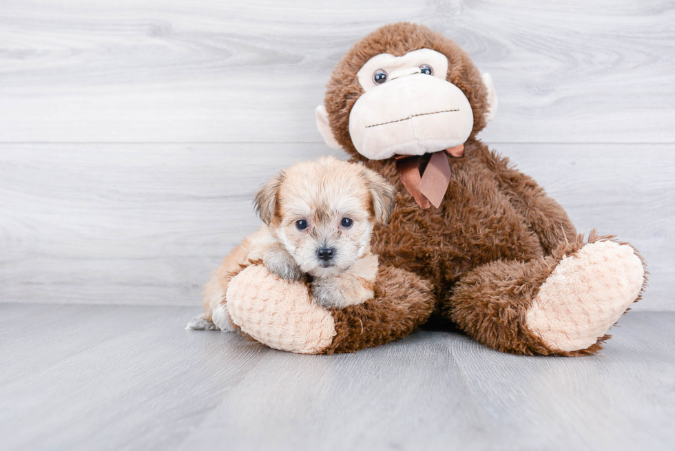 Friendly Morkie Baby