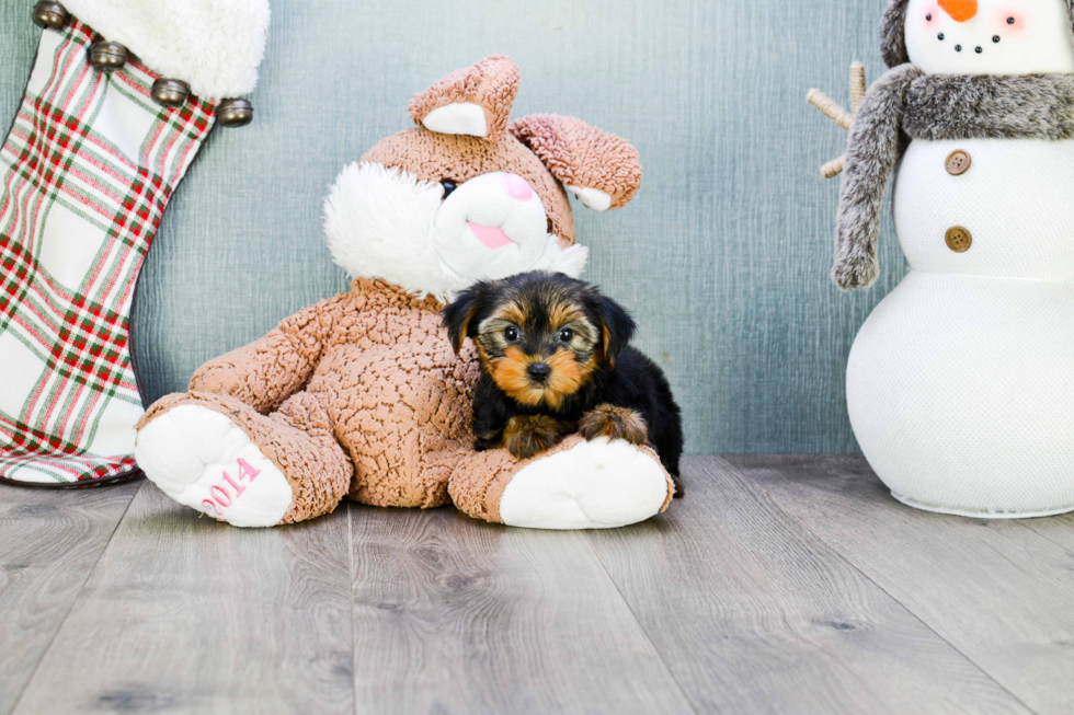 Meet Ryan - our Yorkshire Terrier Puppy Photo 