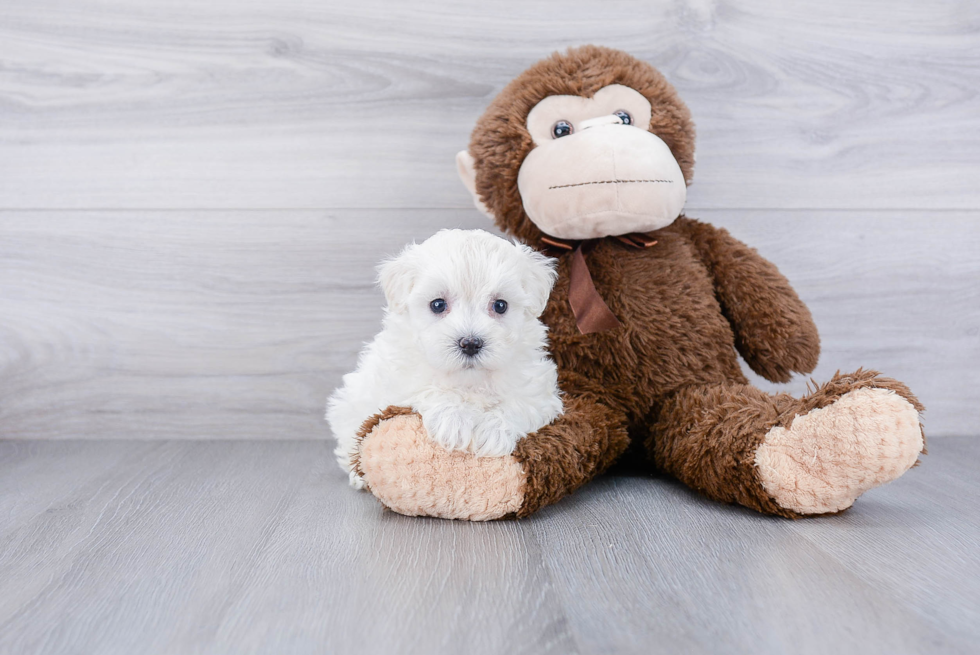 Maltipoo Pup Being Cute