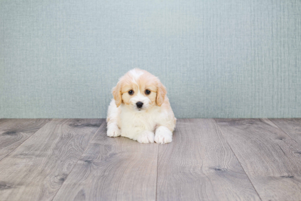 Cavachon Pup Being Cute