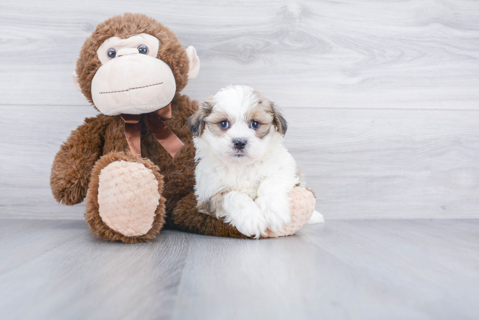 Fluffy Teddy Bear Designer Pup