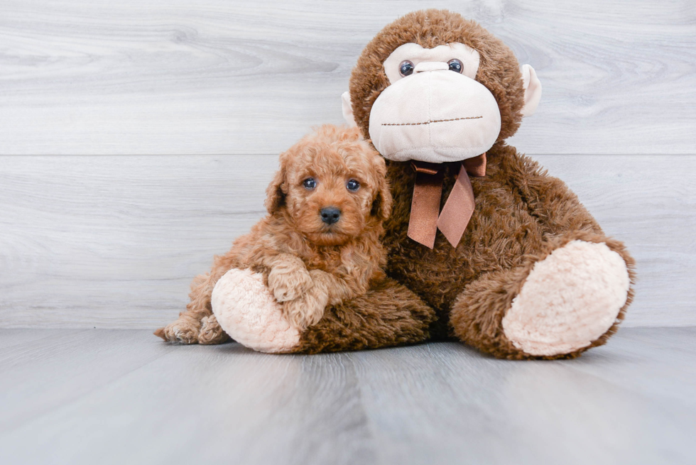 Adorable Golden Retriever Poodle Mix Puppy