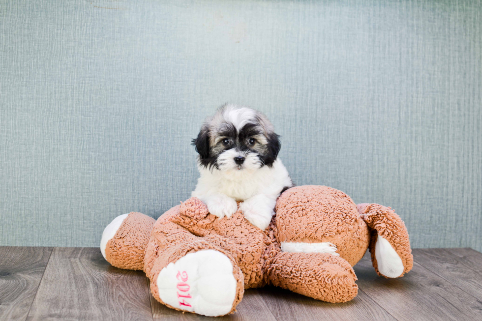 Havanese Pup Being Cute