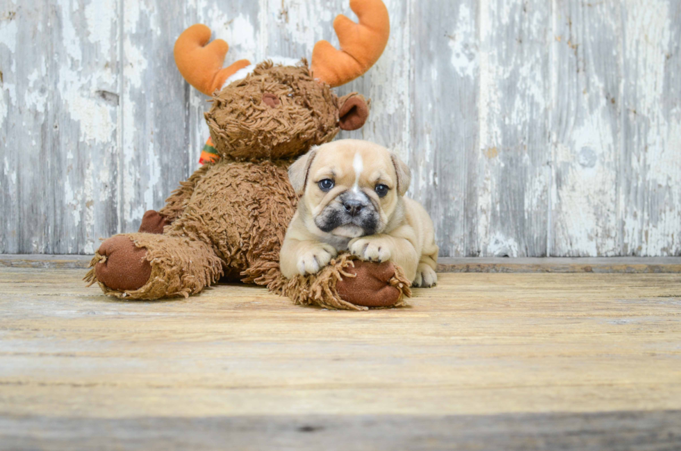 English Bulldog Pup Being Cute