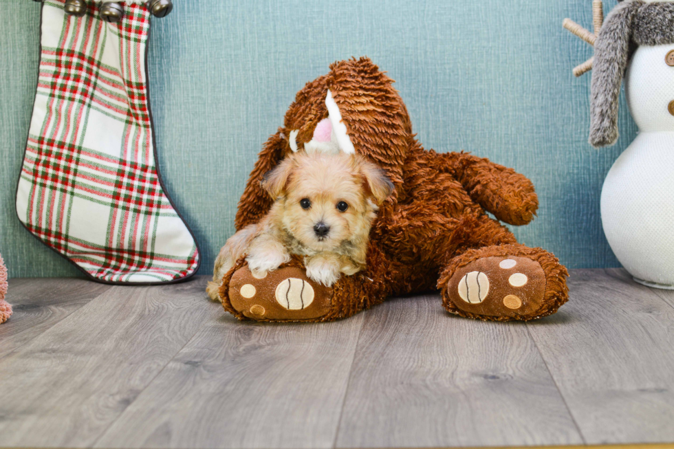 Best Morkie Baby