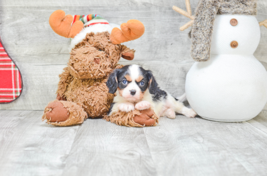 Best Cavalier King Charles Spaniel Baby