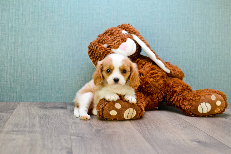 Cavalier King Charles Spaniel Puppy for Adoption