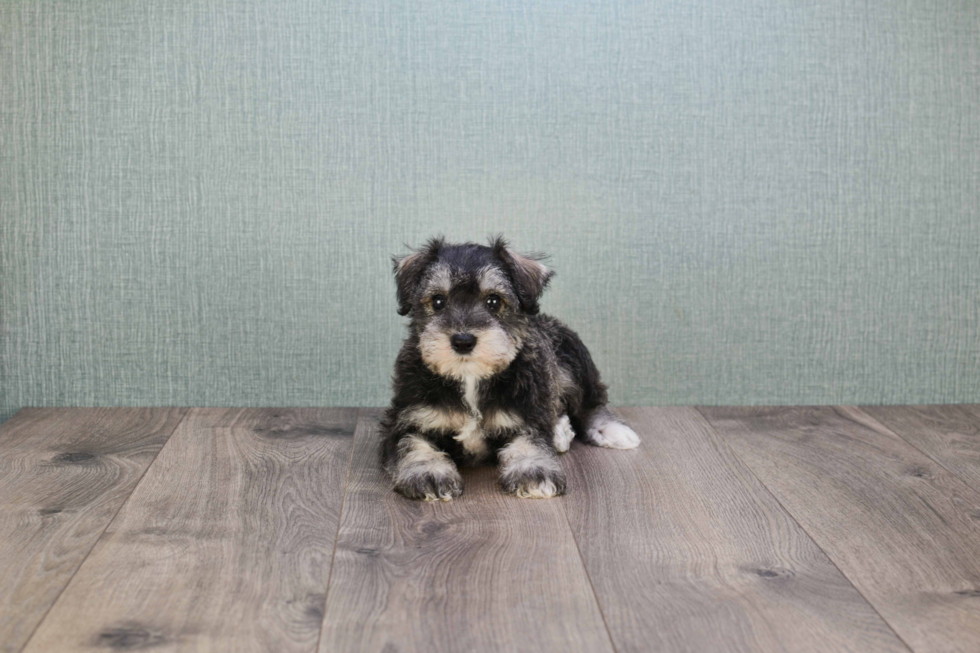 Cute Mini Schnauzer Mix Pup