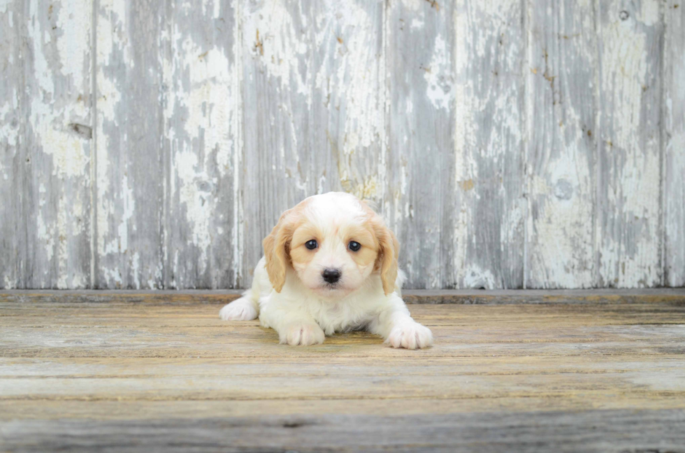 Best Cavachon Baby