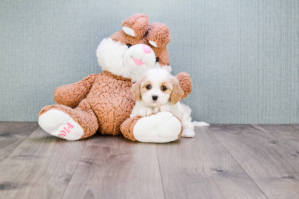 Cavachon Pup Being Cute