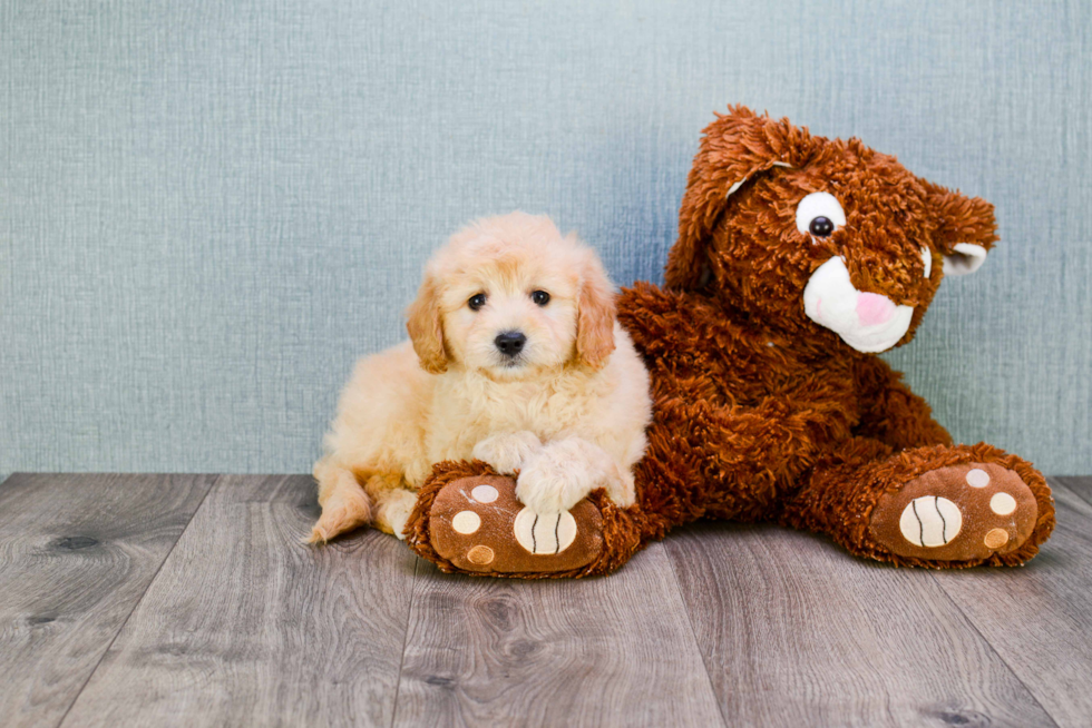 Mini Goldendoodle Pup Being Cute