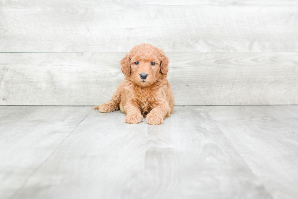 Mini Goldendoodle Pup Being Cute