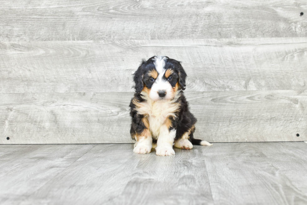 Sweet Mini Bernedoodle Baby