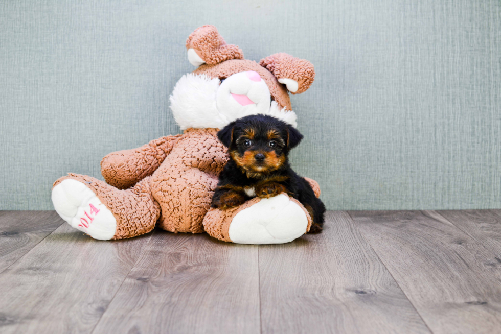 Meet Timmy - our Yorkshire Terrier Puppy Photo 