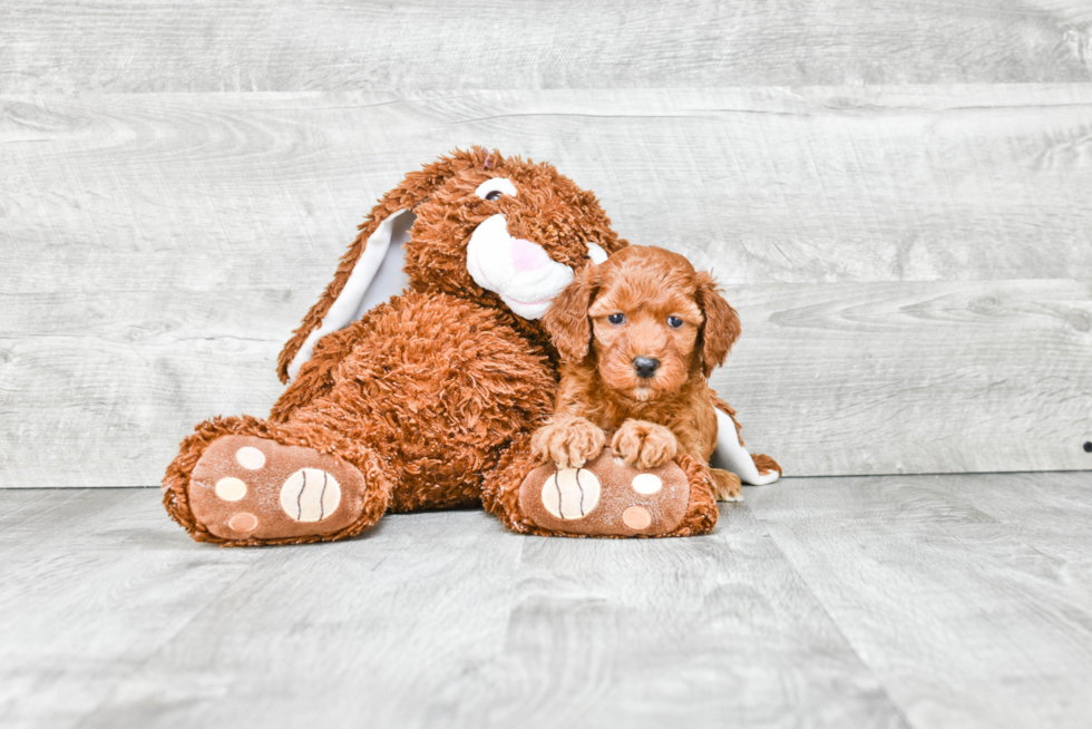 Mini Goldendoodle Pup Being Cute