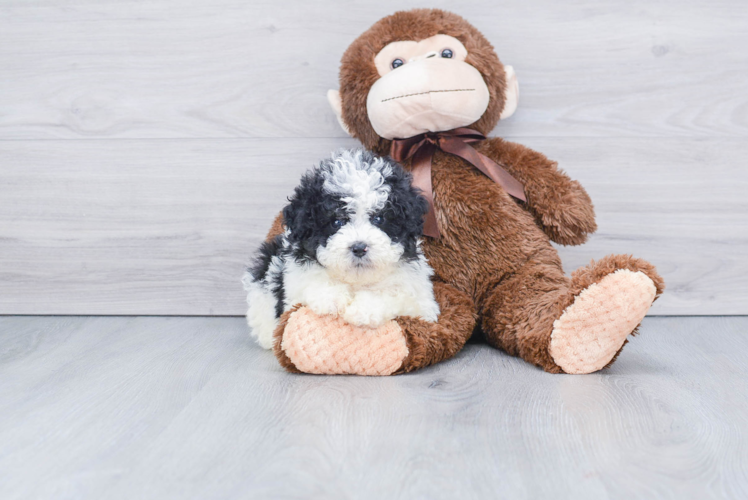 Cute Mini Bernedoodle Baby