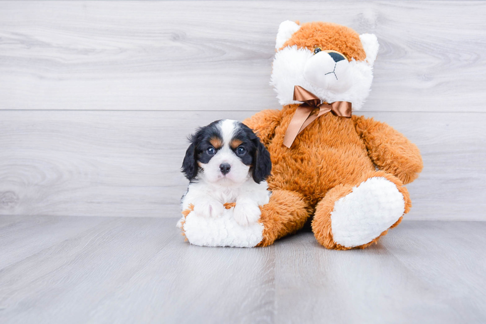 Small Cavalier King Charles Spaniel Baby