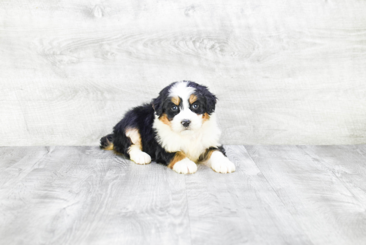 Happy Mini Bernedoodle Baby