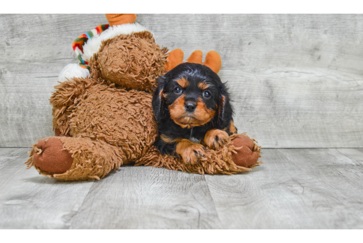 Cavalier King Charles Spaniel Puppy for Adoption