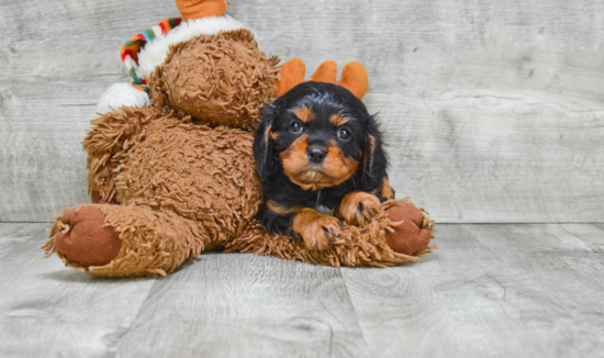 Cavalier King Charles Spaniel Puppy for Adoption