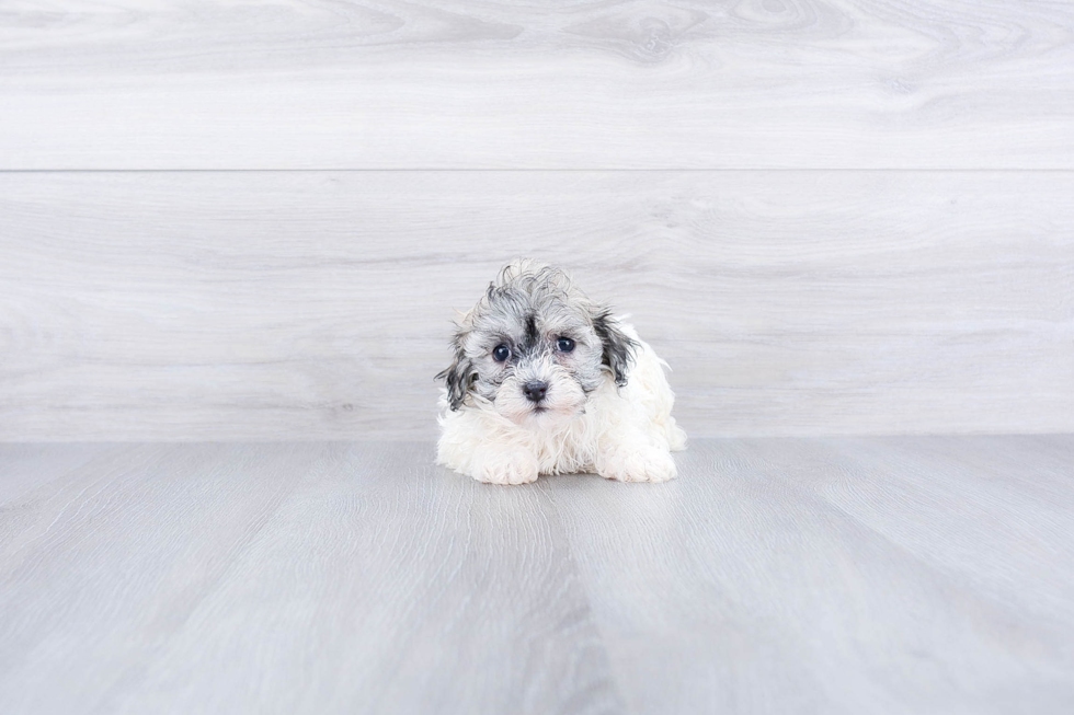 Havanese Puppy for Adoption