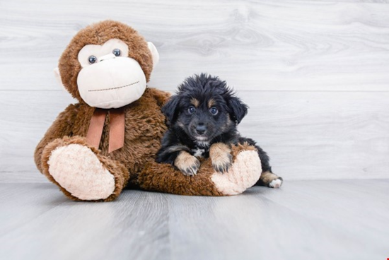 Happy Mini Aussiedoodle Baby