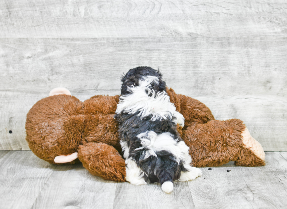 Fluffy Teddy Bear Designer Pup