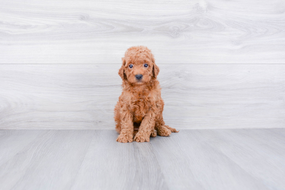 Mini Goldendoodle Pup Being Cute