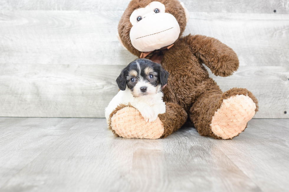 Cavachon Pup Being Cute