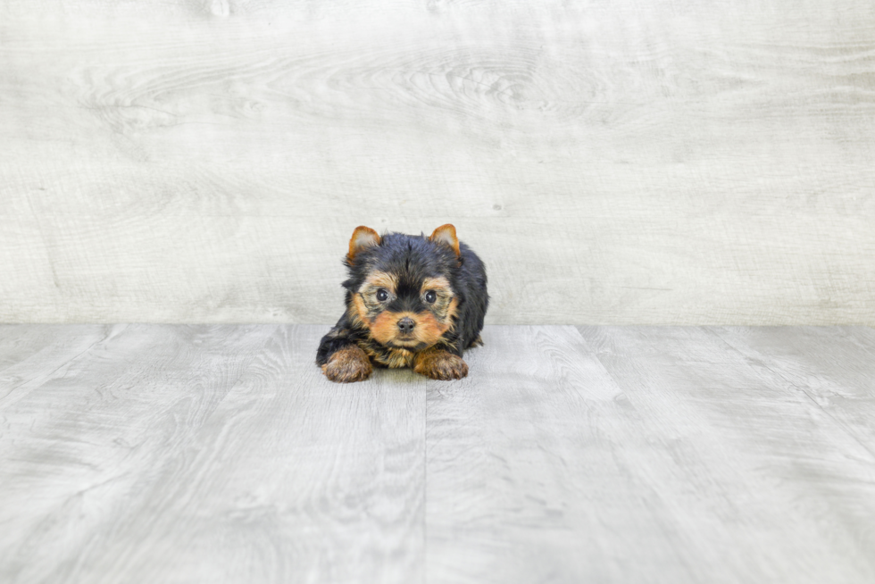 Meet Capone - our Yorkshire Terrier Puppy Photo 