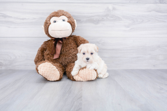 Maltipoo Puppy for Adoption