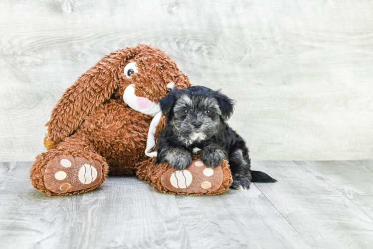 Funny Morkie Designer Pup