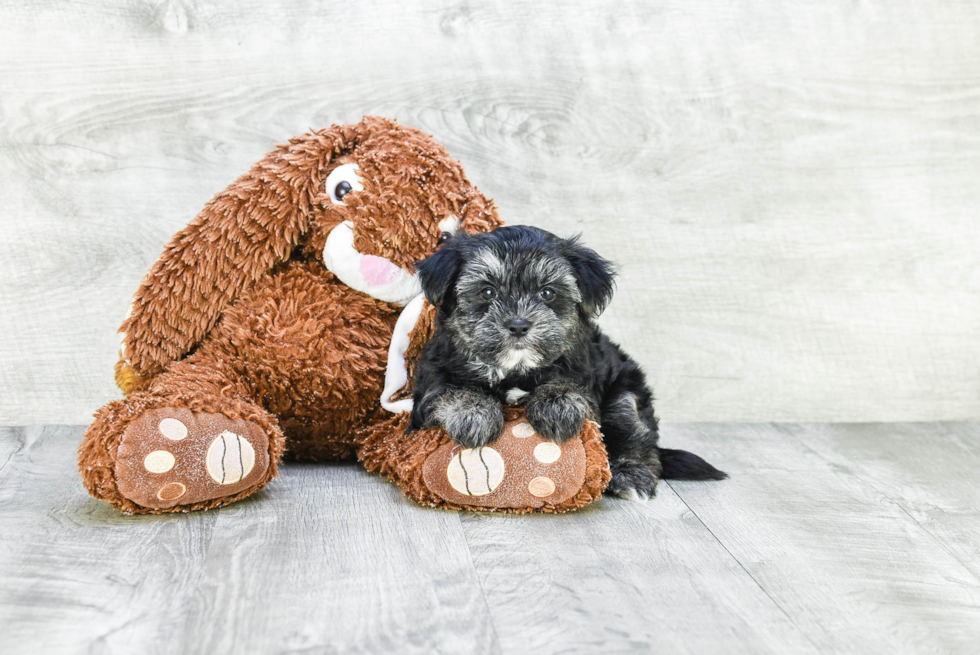 Funny Morkie Designer Pup