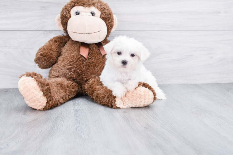 Fluffy Maltese Purebred Puppy