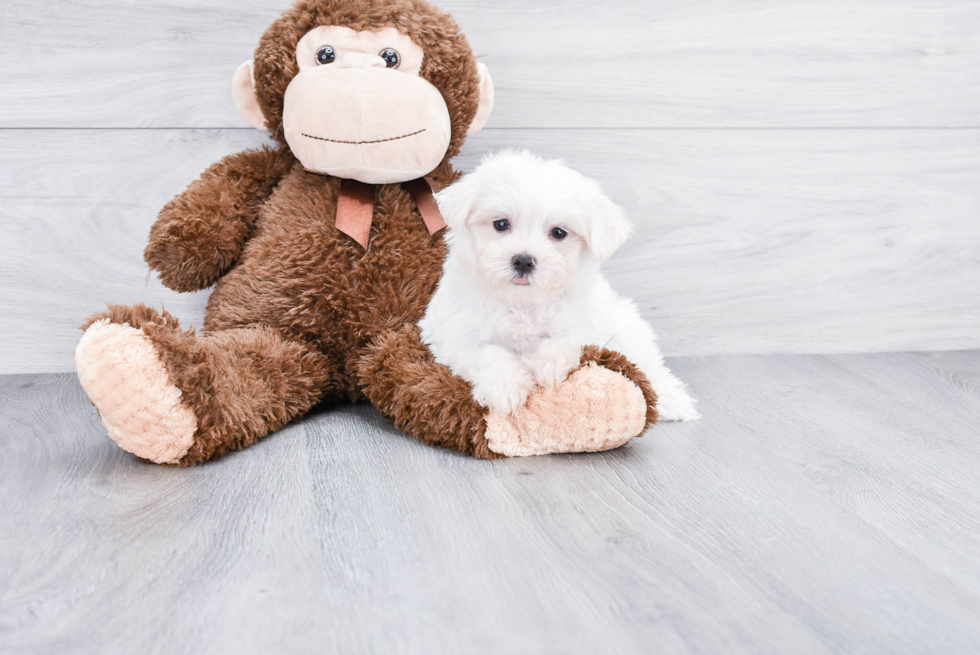 Fluffy Maltese Purebred Puppy