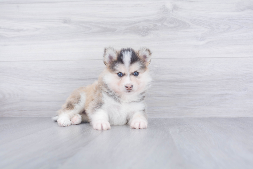 Hypoallergenic Mini Husky Designer Puppy